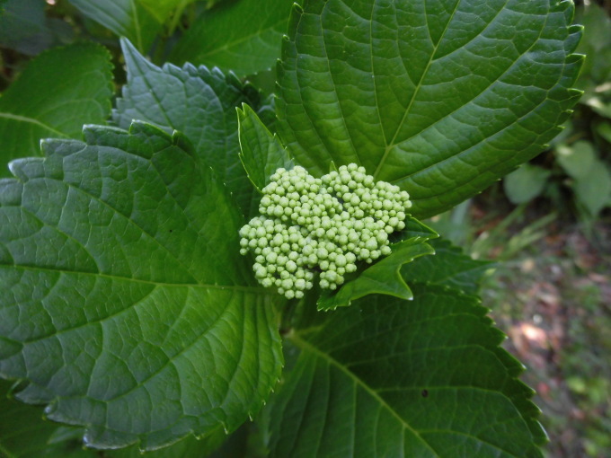 c0156104_22143509.jpg