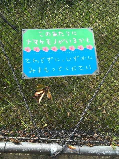 今年も出てます！_c0290504_15222726.jpg