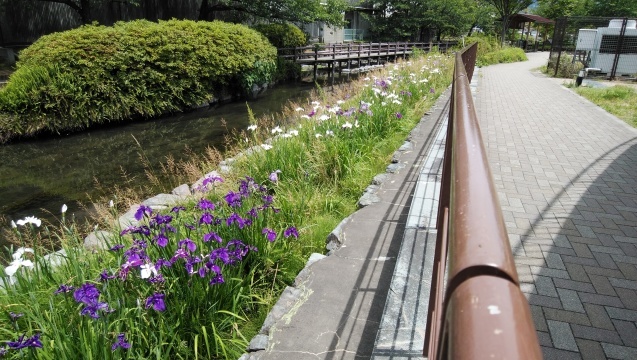 西条市内のアクアトピア水系の水汲み場と花菖蒲・青鷺…2019/5/29_f0231709_19420233.jpg