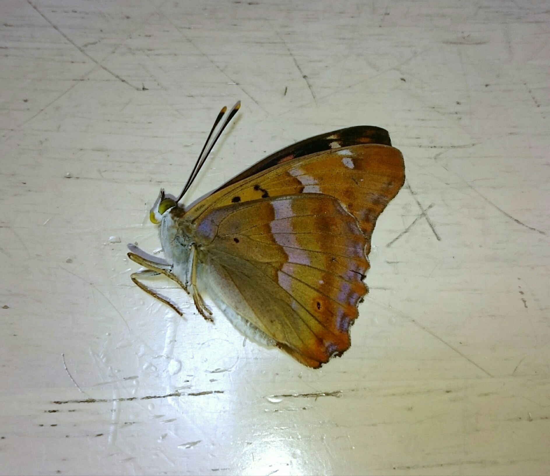 a0361610_15105051.jpg