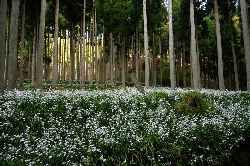 初夏の花巡り・シャガ 老富_f0032011_22453414.jpg
