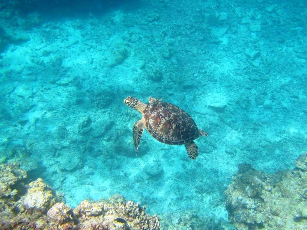 swimming with sea turtle !! _a0189838_19280015.jpg
