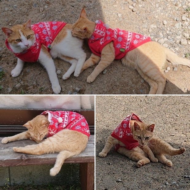 穏やかな顔~_e0145441_21454083.jpg
