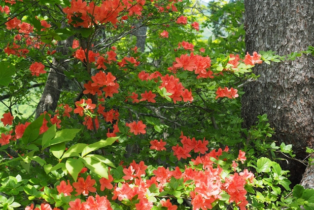 2019/5/25~26 竜門山(日暮沢からピストン)_b0189948_20442856.jpg