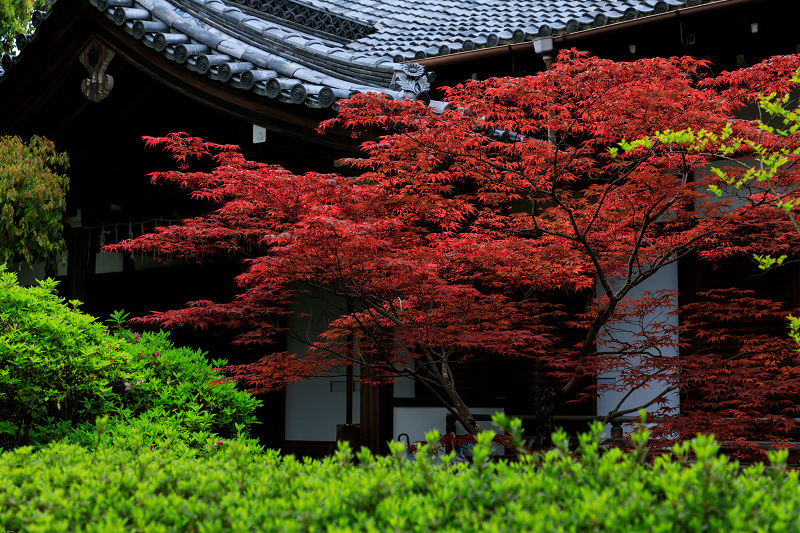 イチハツとツツジ咲く御霊神社（上御霊神社）_f0155048_23343641.jpg