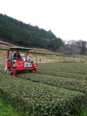 菊池水源茶 茶摘みの様子(2024)!寒冷紗をかけ濃い色に育て上げ茶摘みです!生茶の香りは最高です!!_a0254656_17502482.jpg