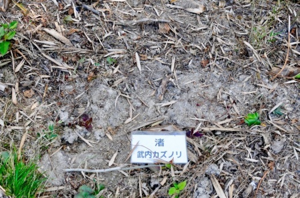 アートでたんぼ2019 レポ 香川_b0242956_09451700.jpeg