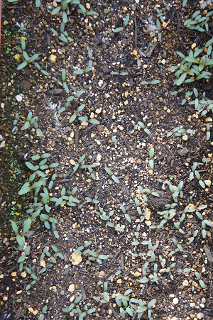 d0179679_08134878.png