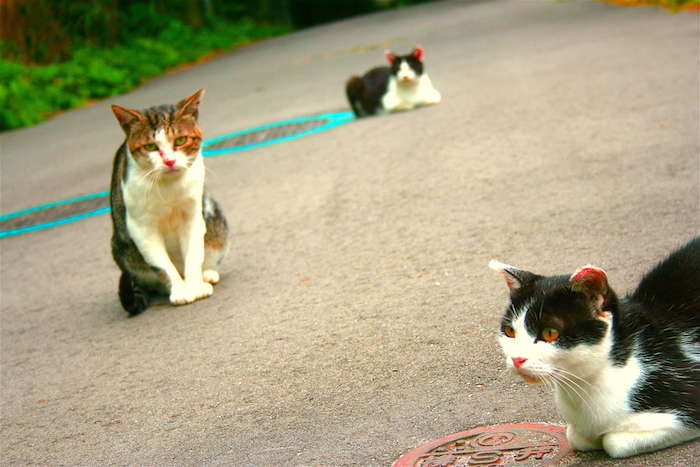 猫好きは必ず行くべき聖地『田代島』宮城県石巻市にある猫島に行ってきたよの巻 | 鳳凰-40-(HOWOW-40-)_e0158379_15415843.jpg