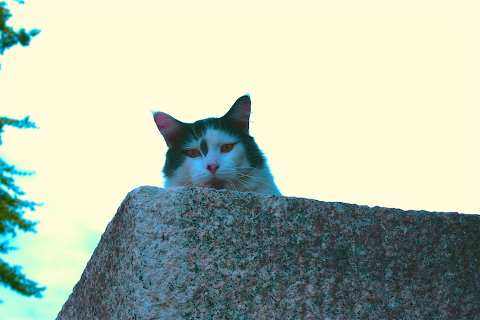 猫好きは必ず行くべき聖地『田代島』宮城県石巻市にある猫島に行ってきたよの巻 | 鳳凰-40-(HOWOW-40-)_e0158379_15421365.jpg