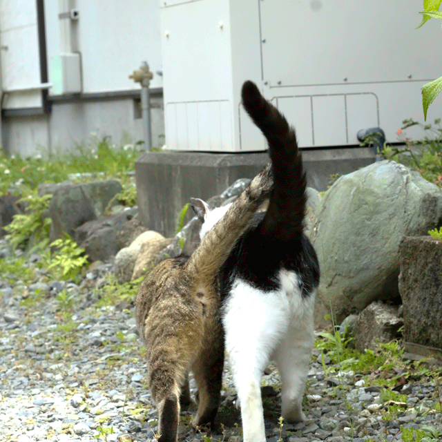 e0243382_21540840.gif