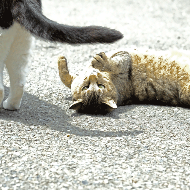 e0243382_21541513.gif