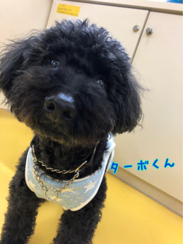 可愛いわんちゃん達がいっぱい(*´˘`*)_f0357682_23190326.jpg