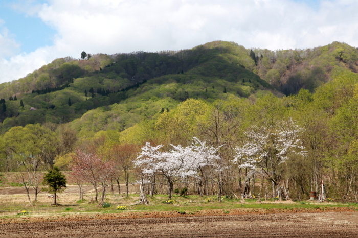 西和賀町　沢内　鍵沢の田園桜_e0165983_09500511.jpg