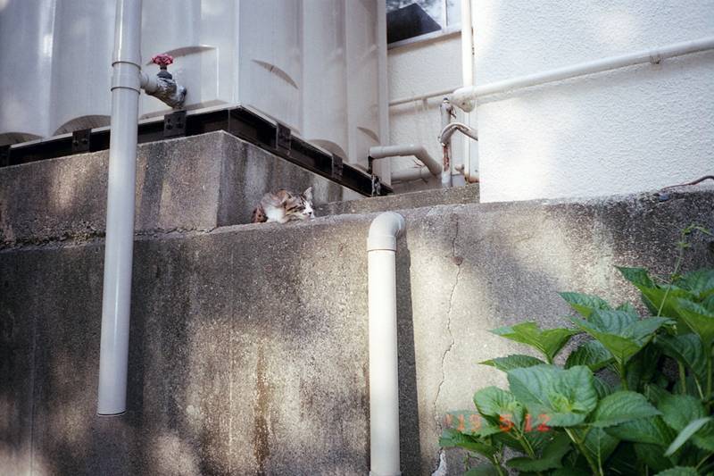 猫様の住むお寺_f0159784_12370849.jpg