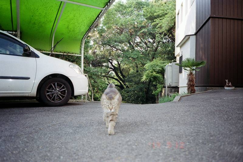 猫様の住むお寺_f0159784_12371256.jpg
