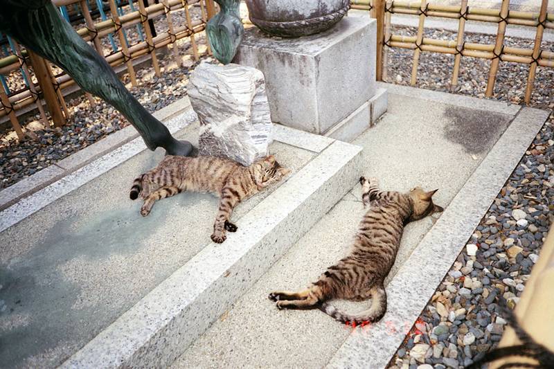 猫様の住むお寺_f0159784_12371629.jpg