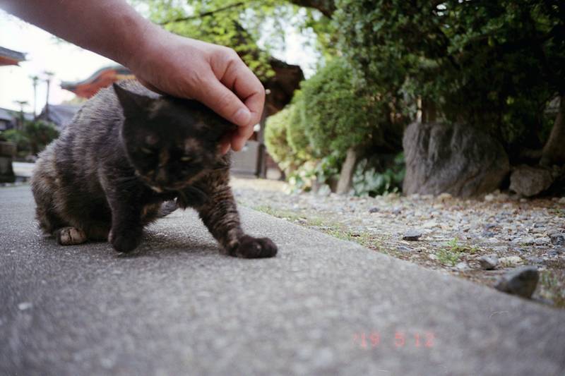 猫様の住むお寺_f0159784_12372518.jpg