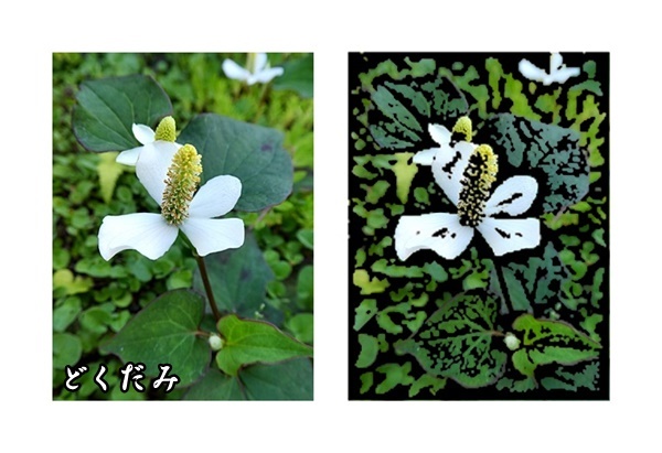 フィトンチッドな白十字_e0379198_21461369.jpg