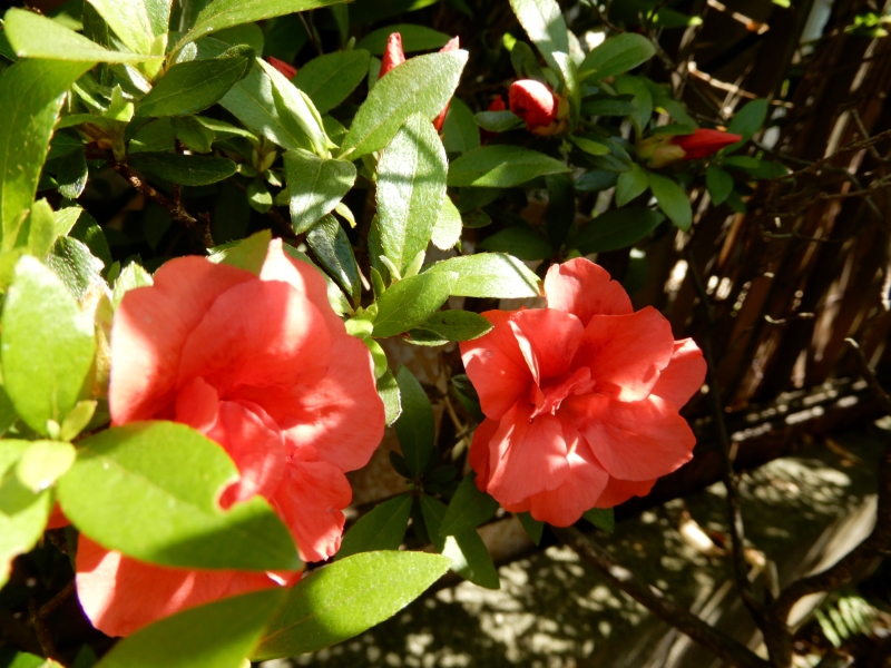 e0025300_20351379.jpg