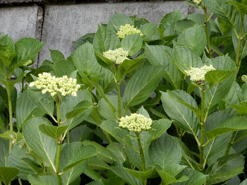 e0025300_20381919.jpg