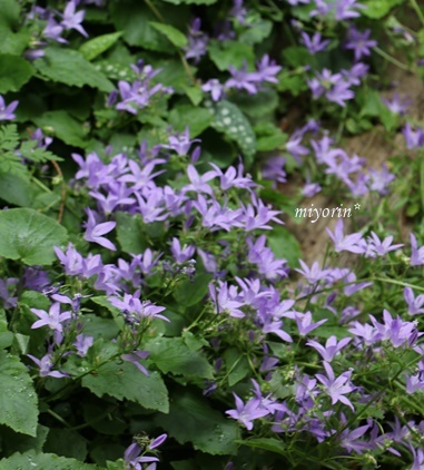 梅雨を感じる初夏の庭♪　紫陽花＆クレマチス_a0123003_22555605.jpg