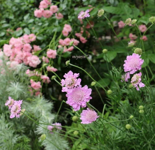 梅雨を感じる初夏の庭♪　紫陽花＆クレマチス_a0123003_23240739.jpg