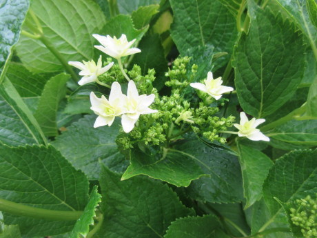 サルナシの花・オジの首輪 など_a0203003_14440551.jpg