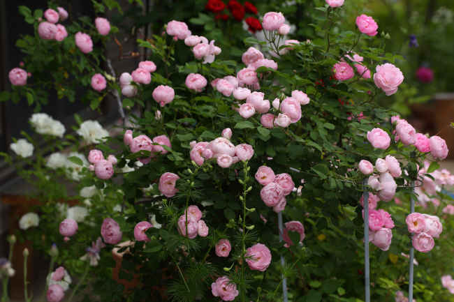 庭の薔薇は花盛り 鉢植えの薔薇風景 風の彩り 2