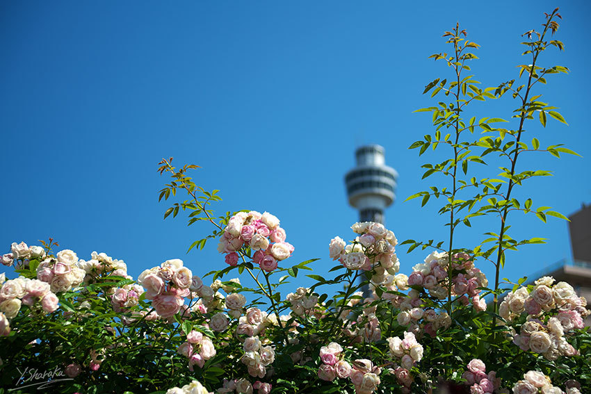 f0344614_11011012.jpg