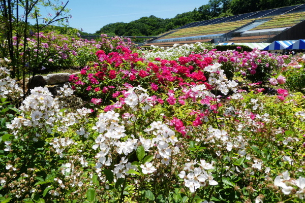 バラが咲く　花フエスタ記念公園　見学編　ＮＯ １_d0170615_08335592.jpg