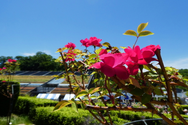 バラが咲く　花フエスタ記念公園　見学編　ＮＯ １_d0170615_08343266.jpg