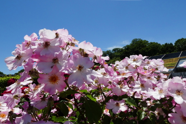 バラが咲く　花フエスタ記念公園　見学編　ＮＯ １_d0170615_08343809.jpg