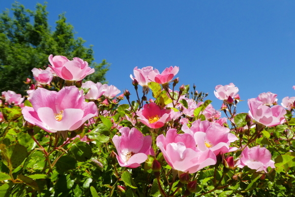 バラが咲く　花フエスタ記念公園　見学編　ＮＯ １_d0170615_08344746.jpg