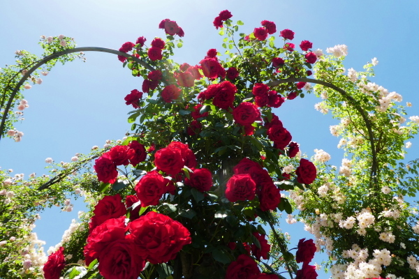 バラが咲く　花フエスタ記念公園　見学編　ＮＯ １_d0170615_08350146.jpg