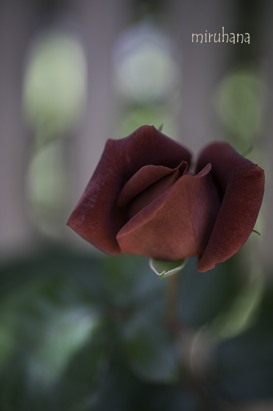 c0037519_15301247.jpg