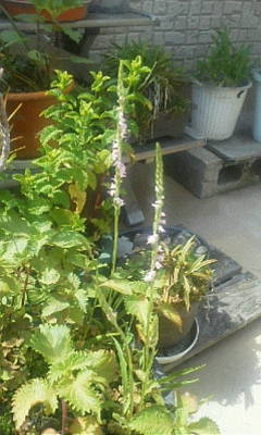 c0074721_16080065.jpg