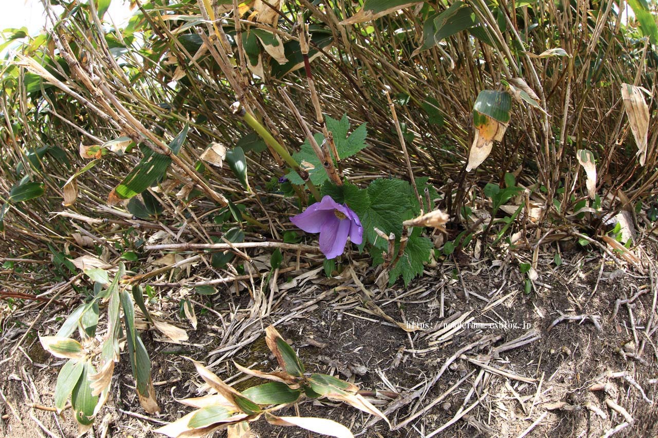 b0062024_21134381.jpg