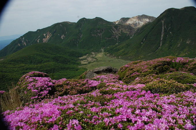 令和元年・平治岳のミヤマキリシマ観賞!_e0272335_53053.jpg