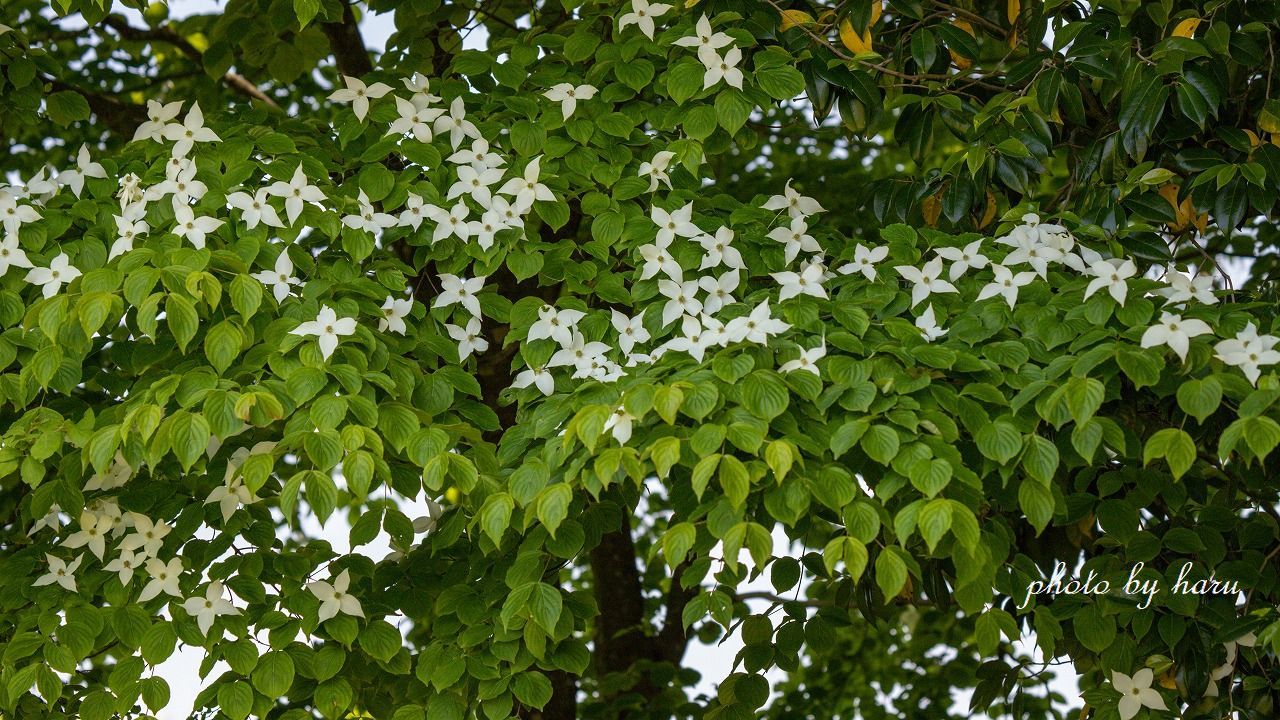 f0297537_09334947.jpg