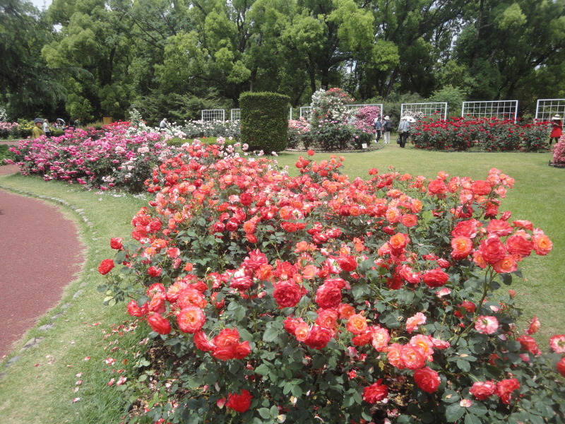 ”早春のバラ園”　京都府立植物園_d0359338_10265226.jpg