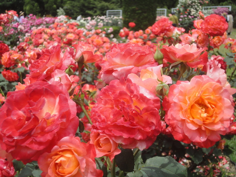 ”早春のバラ園”　京都府立植物園_d0359338_10274171.jpg