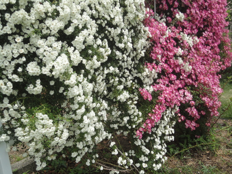 ”早春のバラ園”　京都府立植物園_d0359338_10394132.jpg