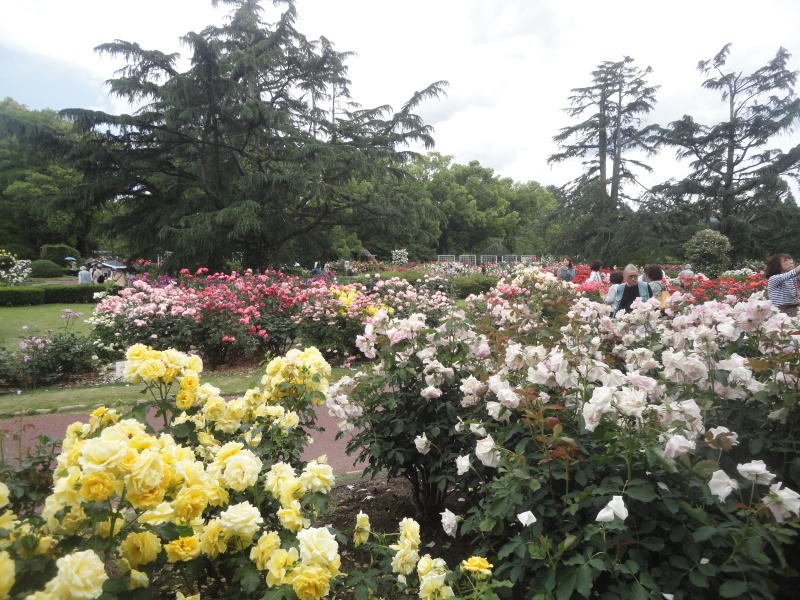 ”早春のバラ園”　京都府立植物園_d0359338_10462140.jpg