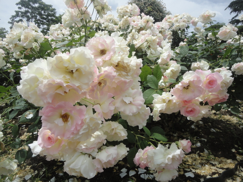 ”早春のバラ園”　京都府立植物園_d0359338_11090694.jpg