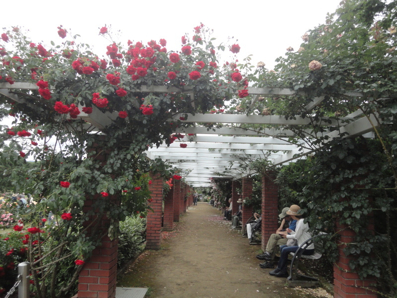 ”早春のバラ園”　京都府立植物園_d0359338_11113121.jpg