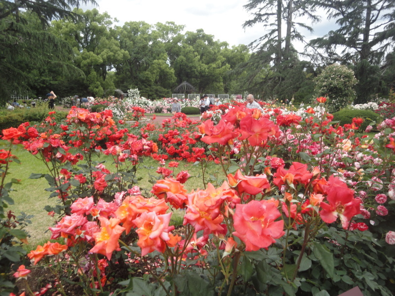 ”早春のバラ園”　京都府立植物園_d0359338_11124825.jpg