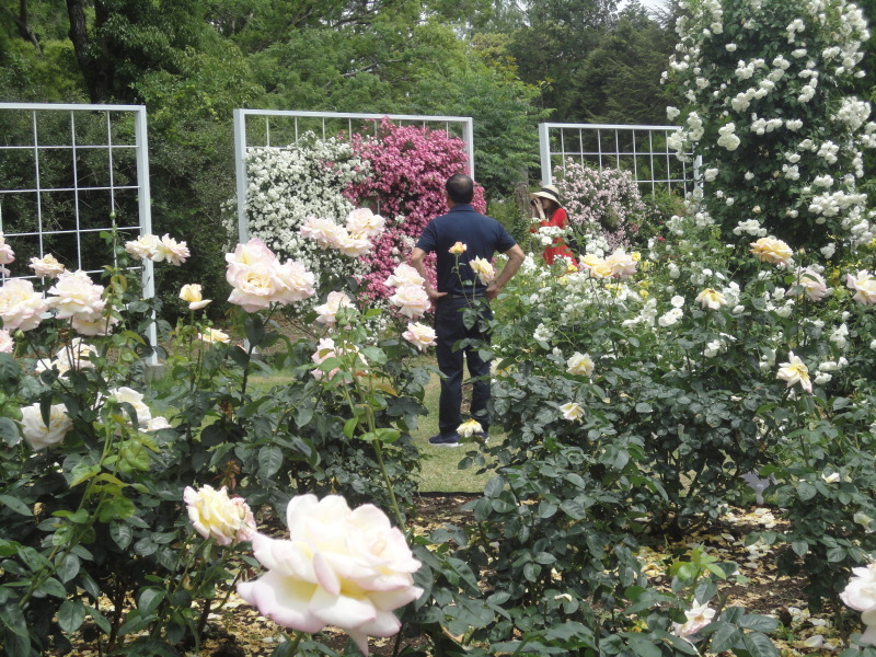 ”早春のバラ園”　京都府立植物園_d0359338_11182009.jpg