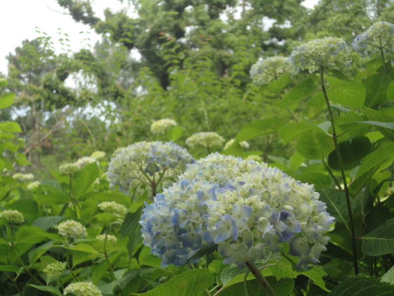 d0359338_11232341.jpg