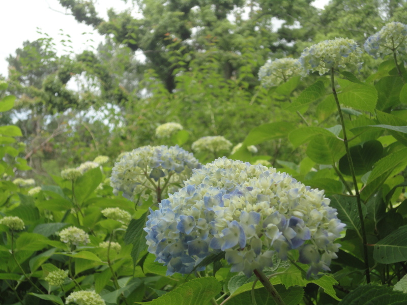 ”早春のバラ園”　京都府立植物園_d0359338_11232341.jpg